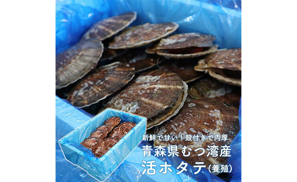 青森県産「むつ湾の活ほたて」2kg（12～14枚）の通販｜Kuradashiでフードロス・食品ロス削減！