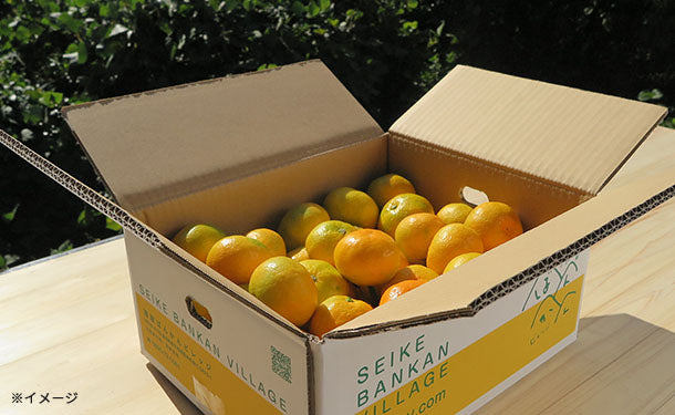 愛媛県産「訳あり 極早生みかん（2S-L）」5kgのお得通販｜Kuradashi