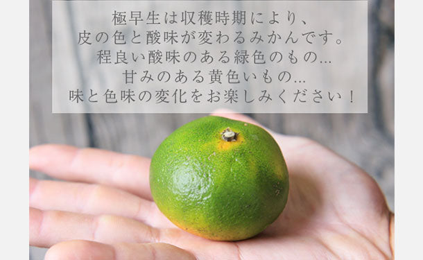 愛媛県産「吉田みかん 極早生」5kgのお得通販｜Kuradashi(クラダシ)で