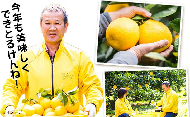 愛媛県産「プレミアム河内晩柑（L/2L/3L）」5kgのお得通販｜Kuradashi