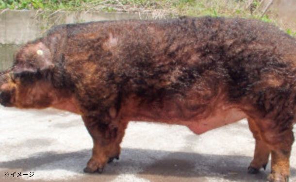 静岡県産「幻の赤豚（デュロック種）小間肉」計1kgのお得通販