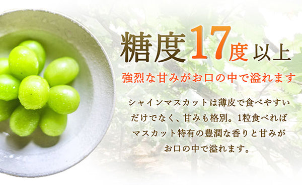 「産地おまかせ シャインマスカット」
