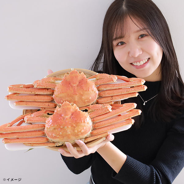 【Kuradashiオリジナル】北海道産 ボイルオオズワイガニ姿 約4kg（8杯）