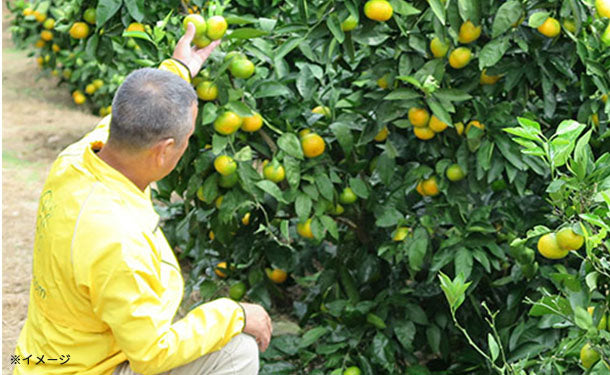 愛媛県産「訳あり 極早生みかん（2S-L）」5kgのお得通販｜Kuradashi