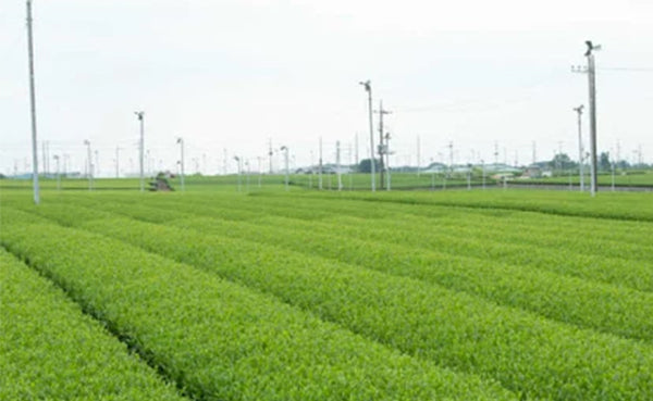 「狭山茶銘茶詰合せ 特上煎茶・上煎茶セット」