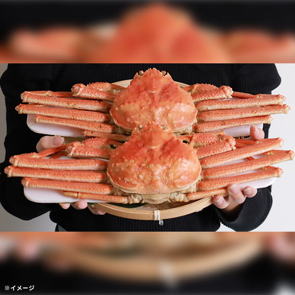 【Kuradashiオリジナル】北海道産 ボイルオオズワイガニ姿