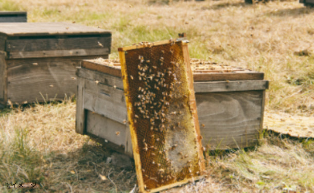 「クローバー＆トチ蜂蜜」160g×2本セット