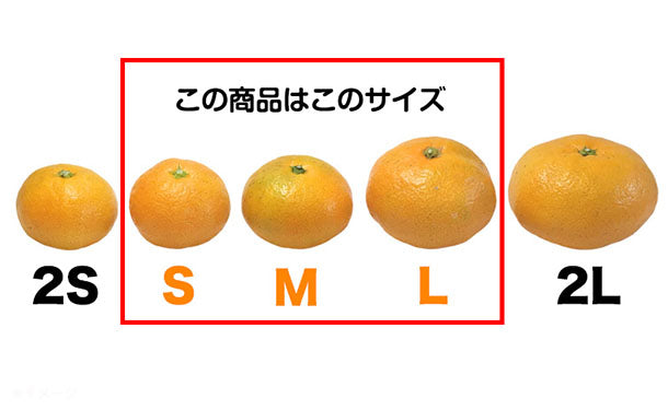 愛媛県産「訳あり 愛媛みかん（S-L）」5kg