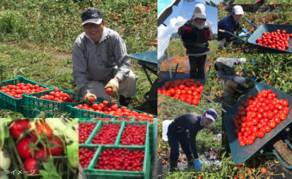 毎日がとまと曜日「ストレートトマトジュース＆濃縮トマトジュース」