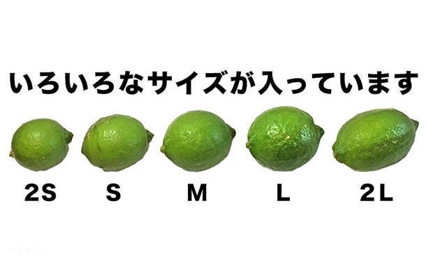 愛媛県産「訳あり レモン（2S-2L）」10kg
