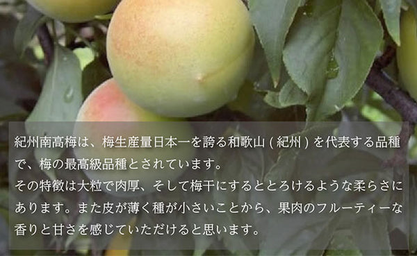 「紀州南高梅 つぶれ梅 Lサイズ しそ味（塩分8%）」
