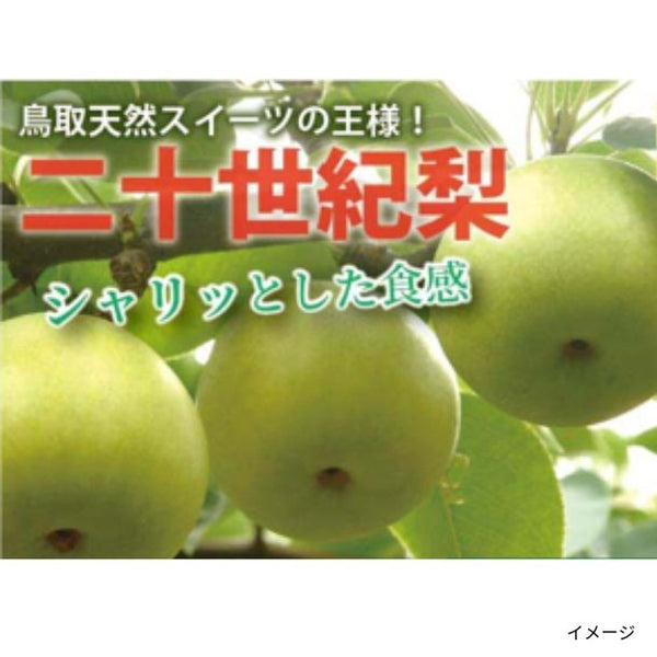 鳥取県産「二十世紀梨」