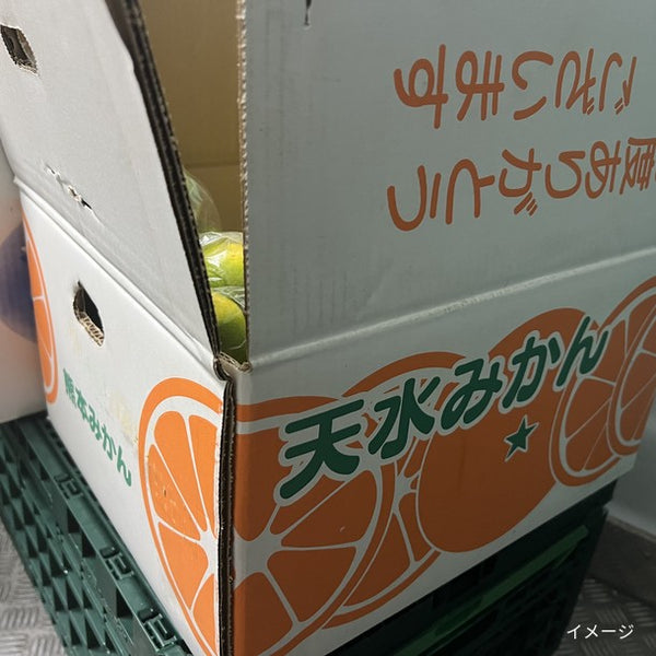 熊本県産 「訳あり天水みかん」