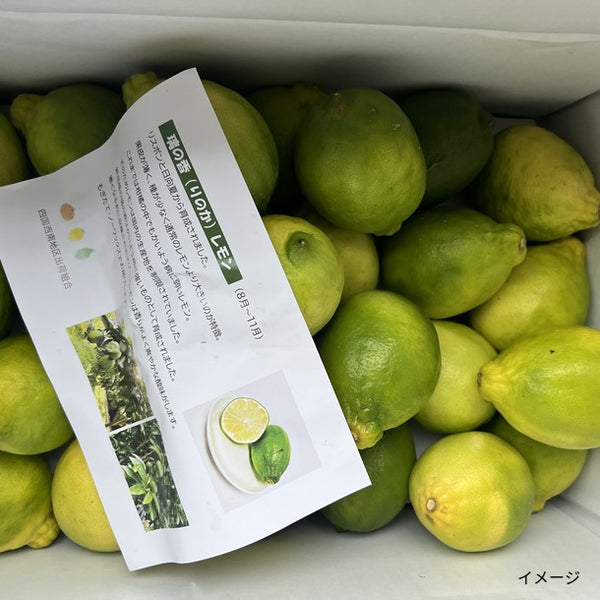 高知県産「訳ありレモン」
