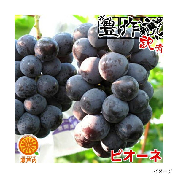 愛媛・岡山県産他「訳ありピオーネ（目安1～3房）」
