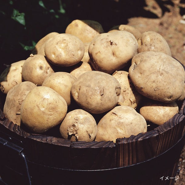 北海道ニセコ産「北あかり」