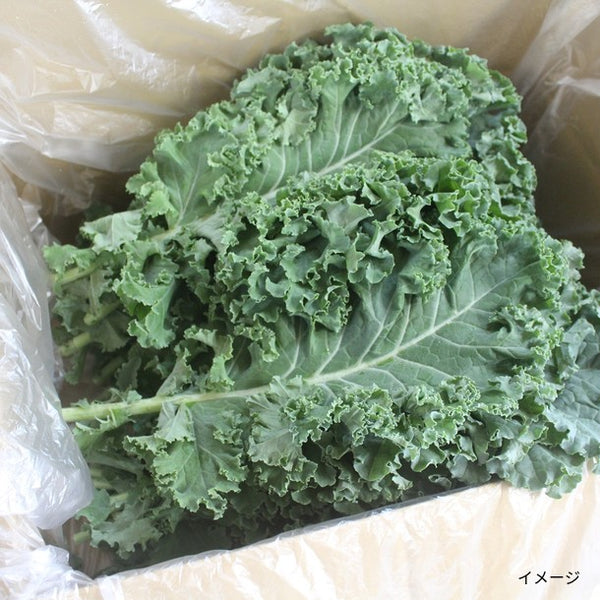 「生野菜サラダセット（サラダケール900g、訳アリビーツ1000g、イタリアンパセリ100g）」