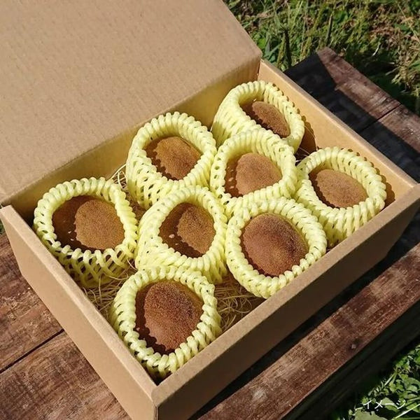 香川県産「秀品 さぬきゴールド キウイ 8～11個入」