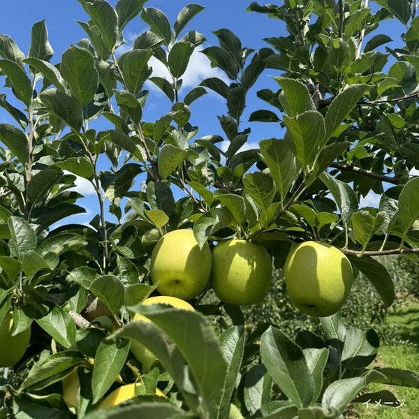 青森産「りんご（王林）」