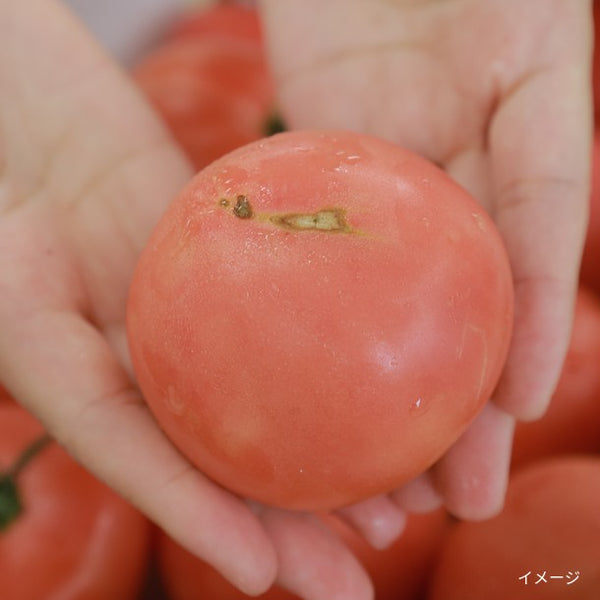 島根県産「訳あり・高原トマト」