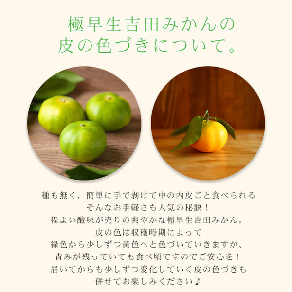 愛媛県産「極早生みかん 家庭用・サイズMIX」