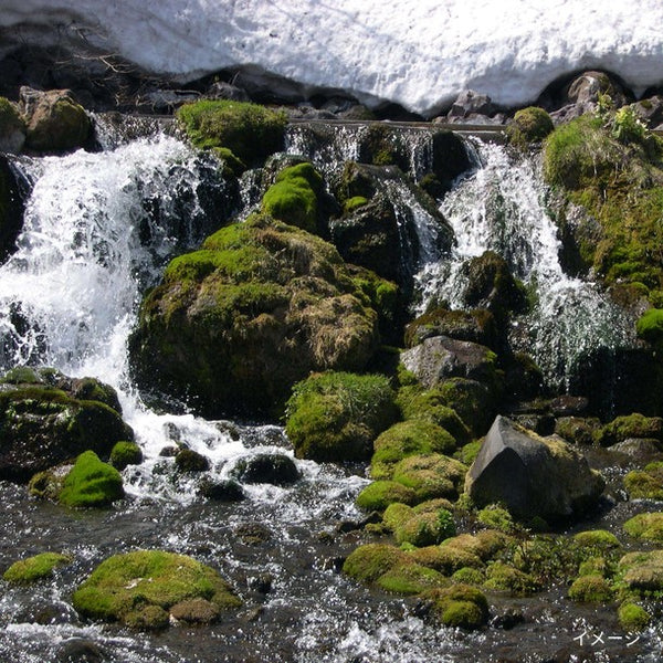 北海道「羊蹄山名水珈琲ゼリー詰合せ MMC-CZ」