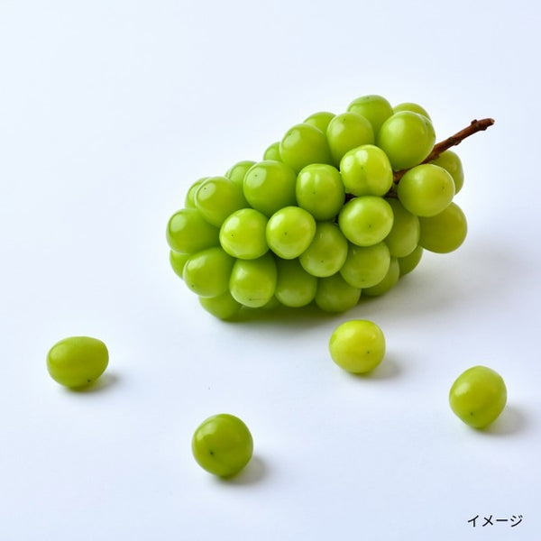 国産「訳あり シャインマスカット」