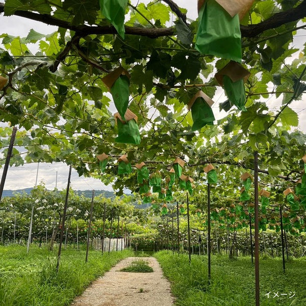 山形県産「シャインマスカット 粒々」