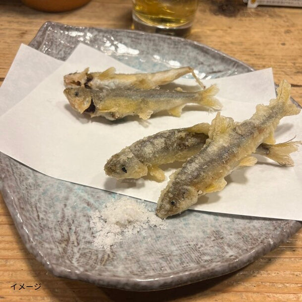 高知県産「鮎」