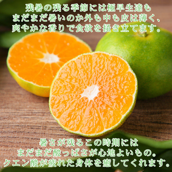 愛媛県産「極早生みかん 家庭用・サイズMIX」