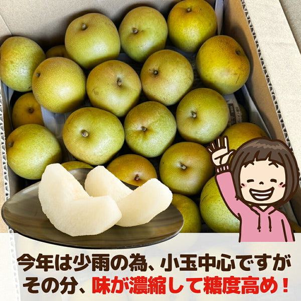 愛媛県産「訳あり和梨 小玉 加工用・ジュース用」