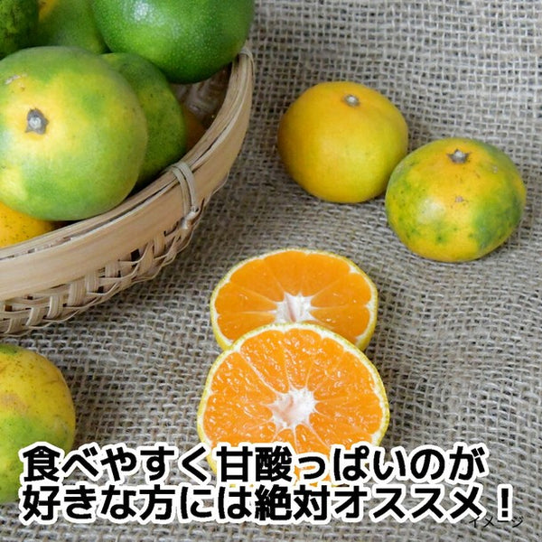 香川県産「極早生みかん S～Lサイズ」