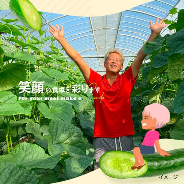 宮崎県産「訳ありきゅうり」