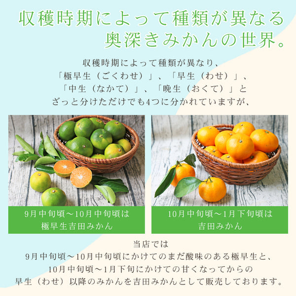 愛媛県産「極早生みかん 家庭用・サイズMIX」
