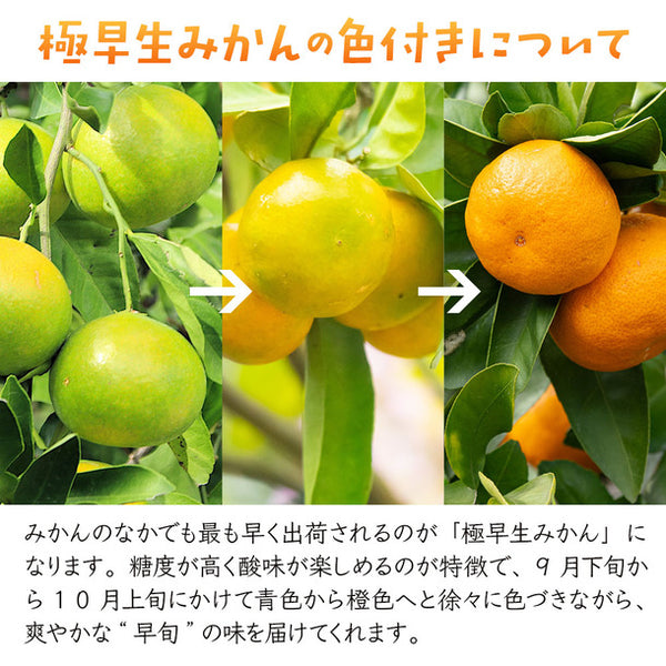 熊本県産「極早生みかん」