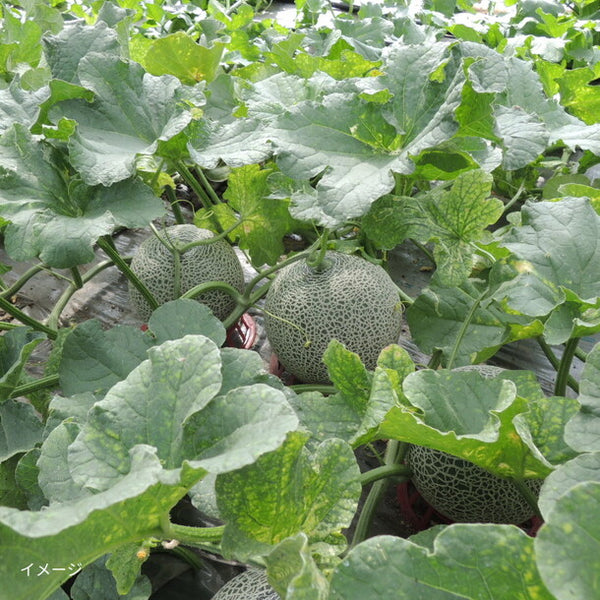 「富良野メロン（大玉）」