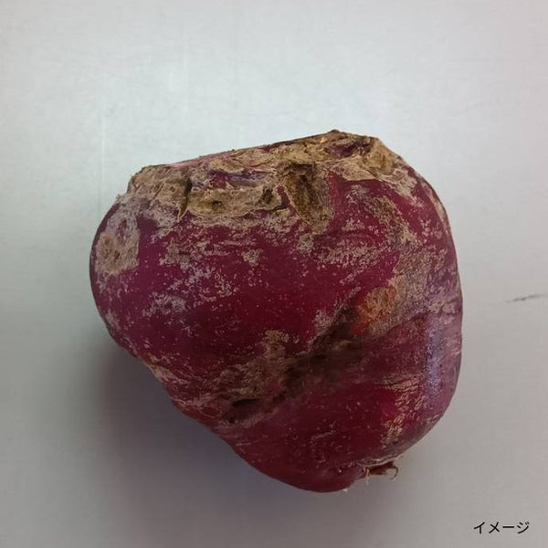 「生野菜サラダセット（サラダケール900g、訳アリビーツ1000g、イタリアンパセリ100g）」