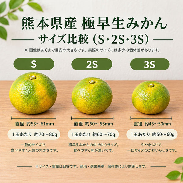 熊本県産「極早生みかん」