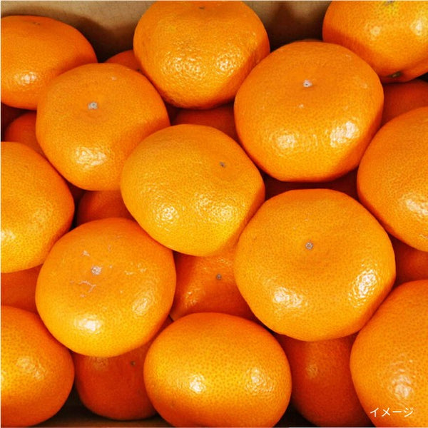 香川県産「早生みかん S～Lサイズ」