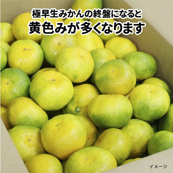 香川県産「極早生みかん S～Lサイズ」