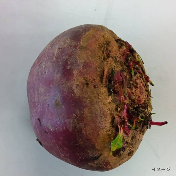 「生野菜サラダセット（サラダケール900g、訳アリビーツ1000g、イタリアンパセリ100g）」