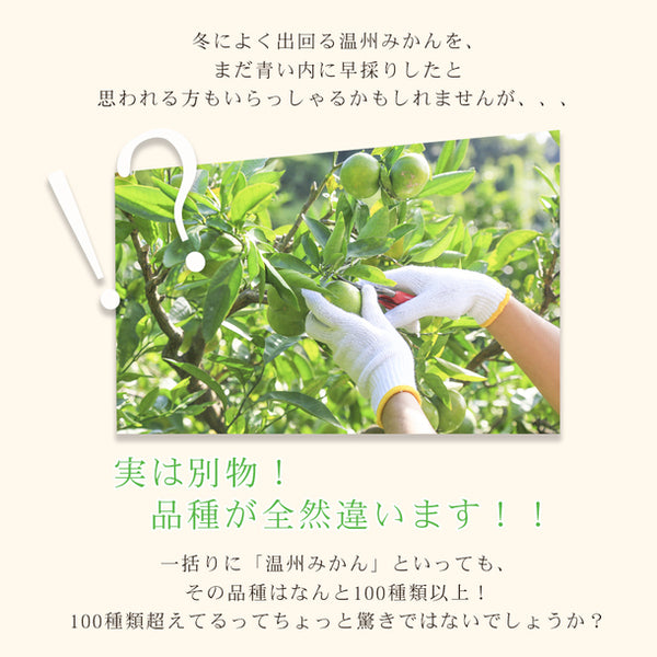 愛媛県産「極早生みかん 家庭用・サイズMIX」