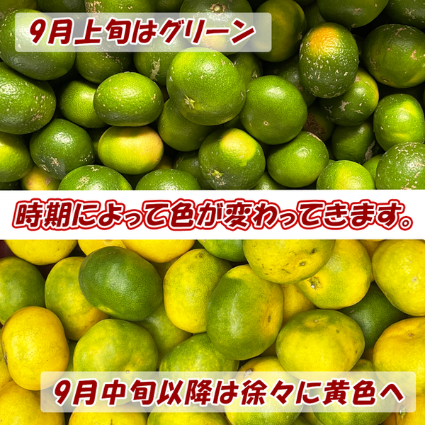 愛媛県産「訳あり 極早生みかん」