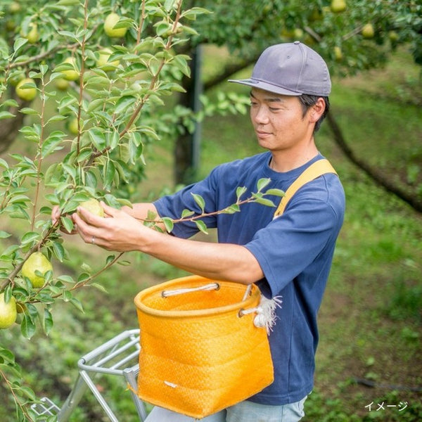 山形県産「ラ・フランス 訳ありご家庭用」