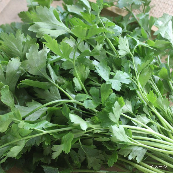 「生野菜サラダセット（サラダケール900g、訳アリビーツ1000g、イタリアンパセリ100g）」