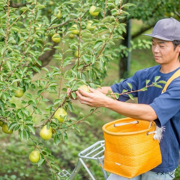 山形県産「秀品 ラ・フランス＆りんご詰合せ」