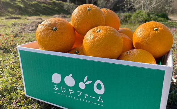 広島県大崎上島産「甘夏」5kg（約15～18個前後）の通販｜Kuradashiで