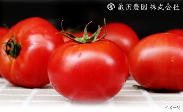 「亀ちゃんトマト味徳 糖度8以上（フルーツトマト）」約3kg（45～56個）