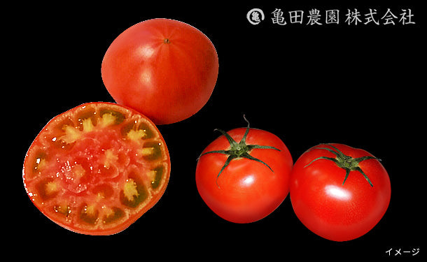 「亀ちゃんトマト味徳 糖度8以上（フルーツトマト）不揃い品」約3kg（約70個）