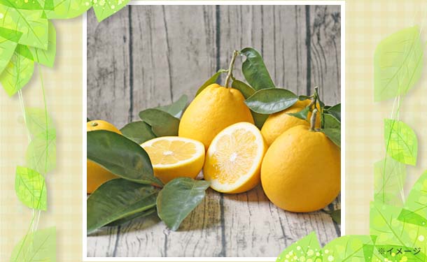 文旦　20kg 03 土佐文旦＆宇和島ゴールドセット」各5kg（30～40玉）のお得通販